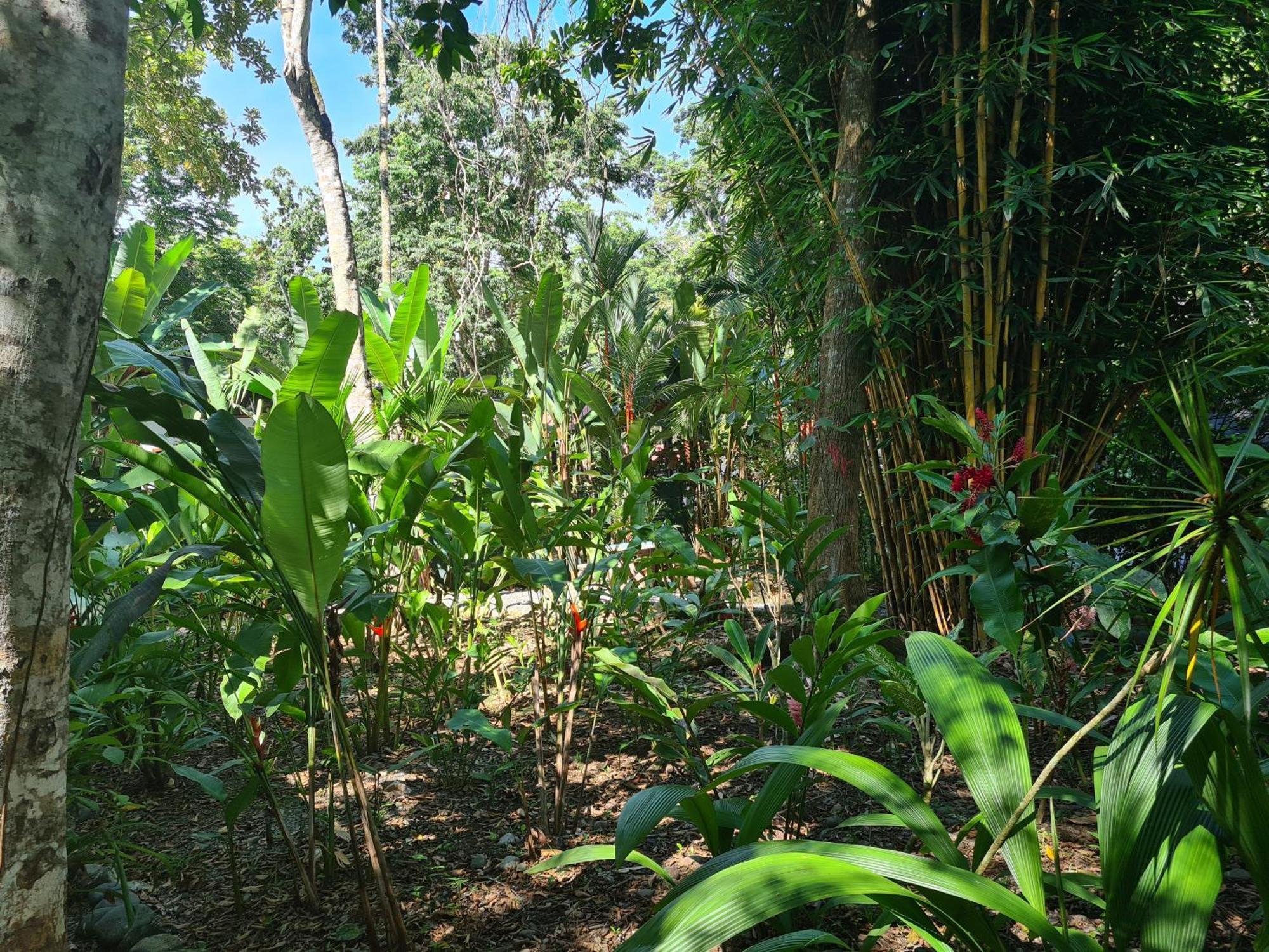 Вилла El Jardin De Playa Negra Puerto Viejo de Talamanca Экстерьер фото